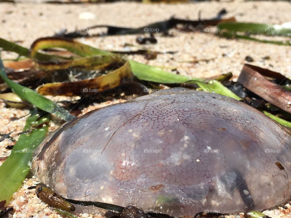 Closeup jellyfish on shore at ocean marine life