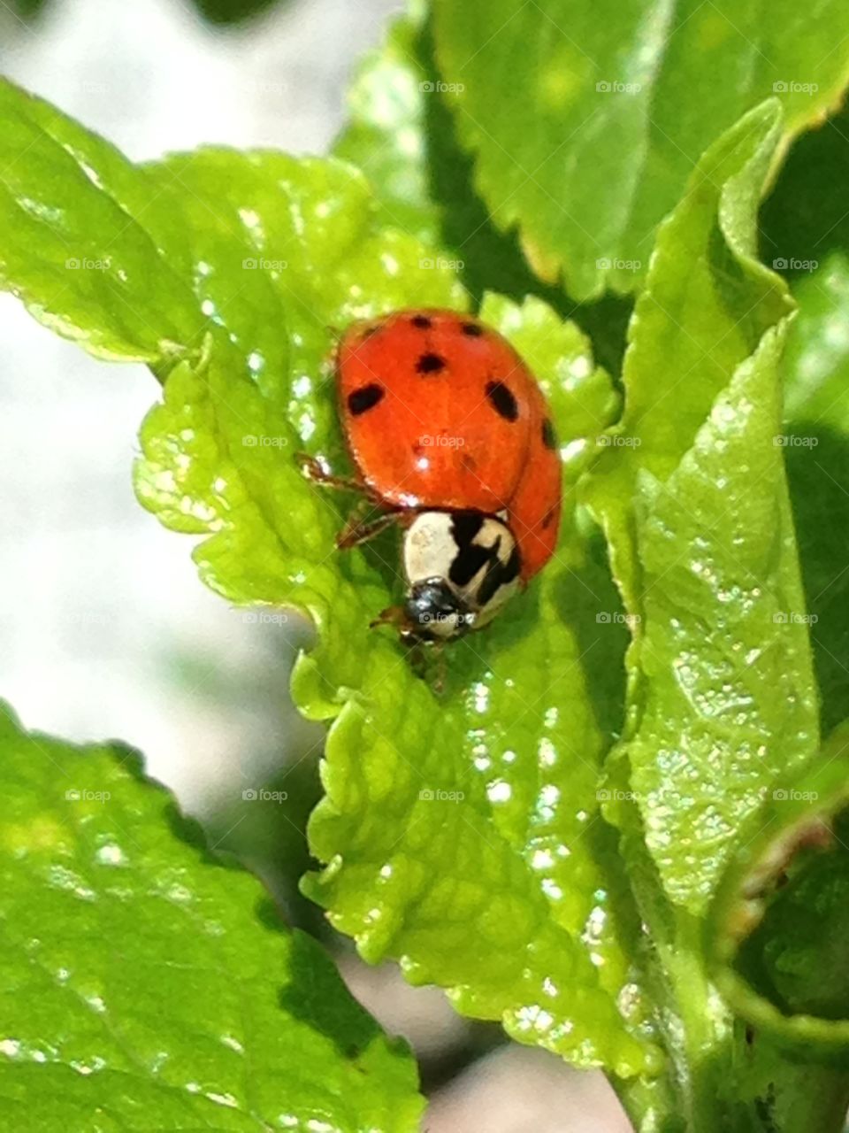 Ladybug