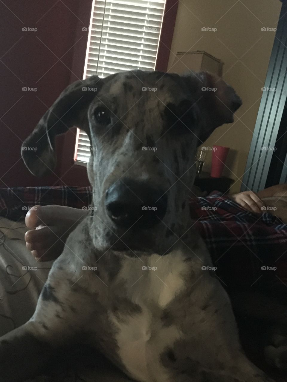 Puppy Selfie. Our Dixie appears to be taking a selfie all her own, she's as bad as the teens 😉