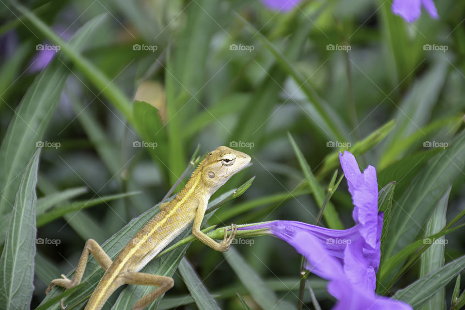 Small Long tailed lizard on Purple flower or Ruellia squarrosa (Fenzi) Cufod  in garden.