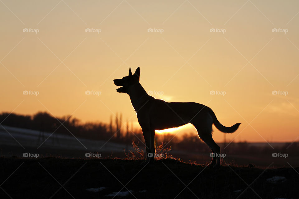 Belgian shepherd malinois