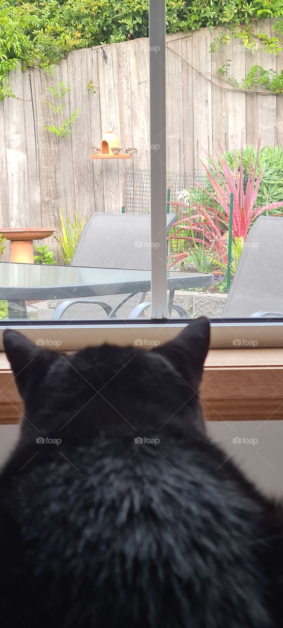cat's view to the garden