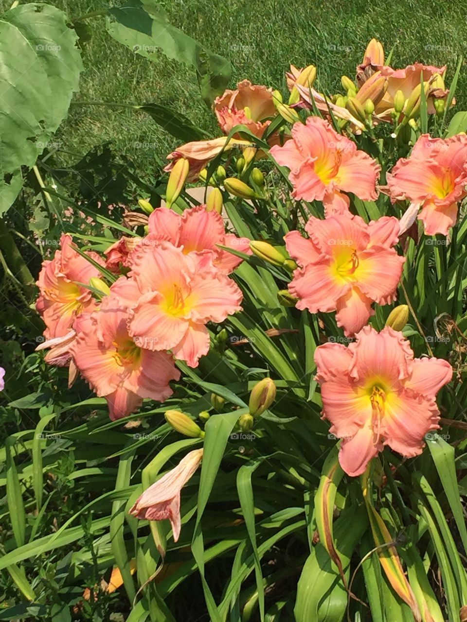 Close-up of peach day lilies