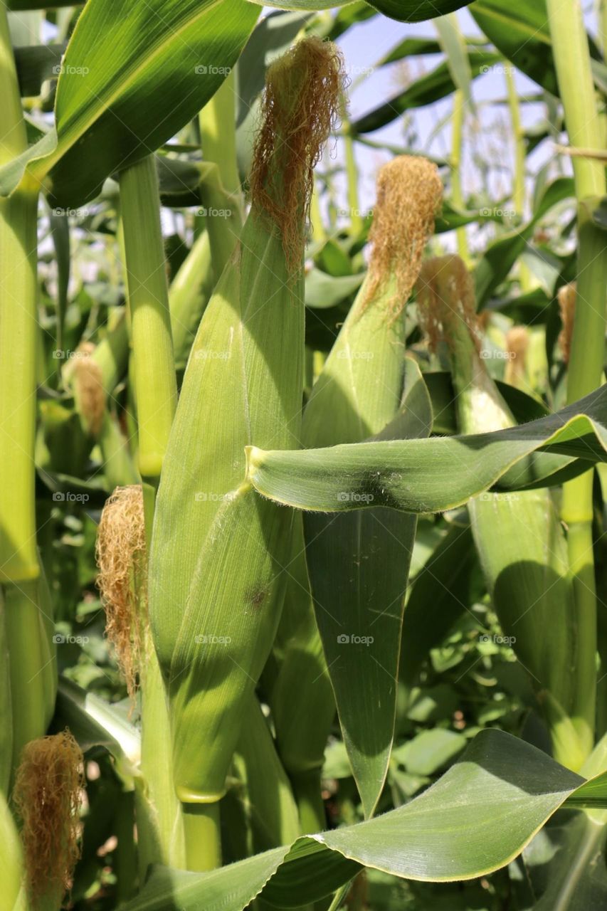 Corncobs at the field 