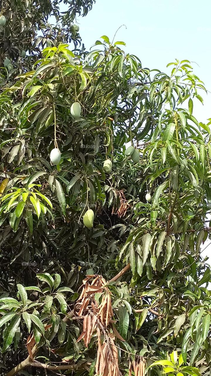 Mango Tree