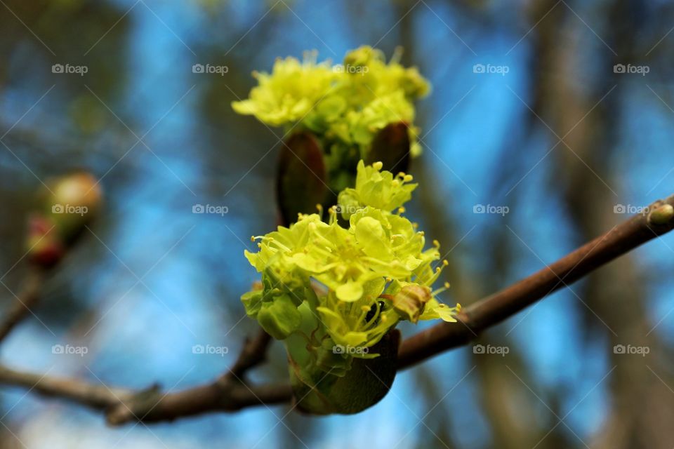 Spring flowers