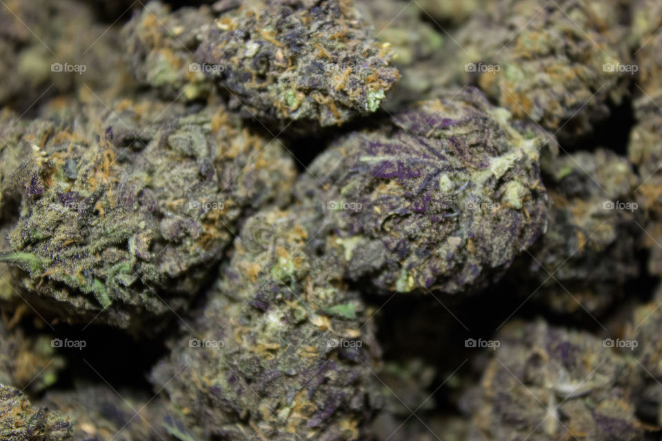 Purple buds