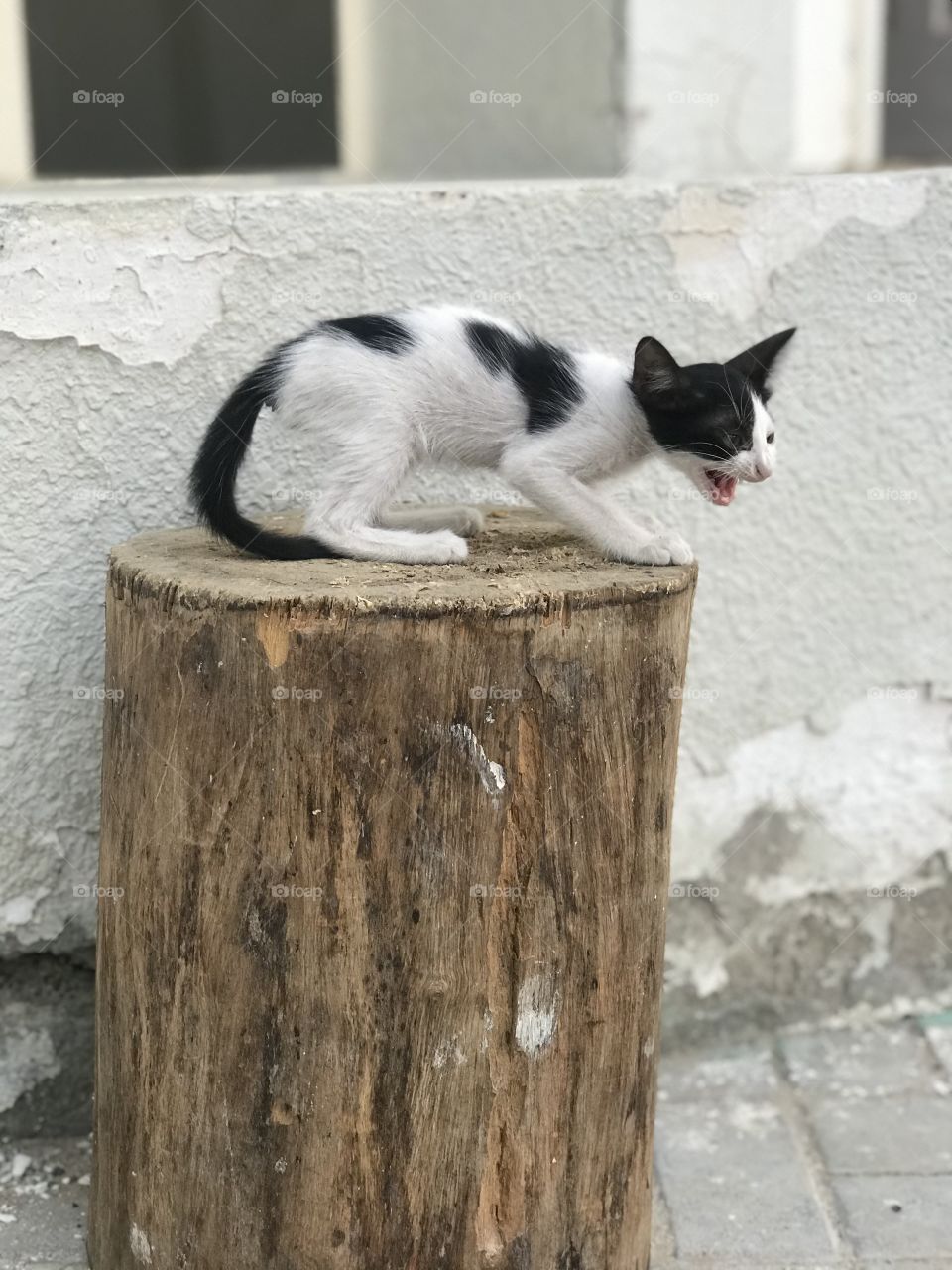 Black and white kitten on a brown wood with angry facial expression 