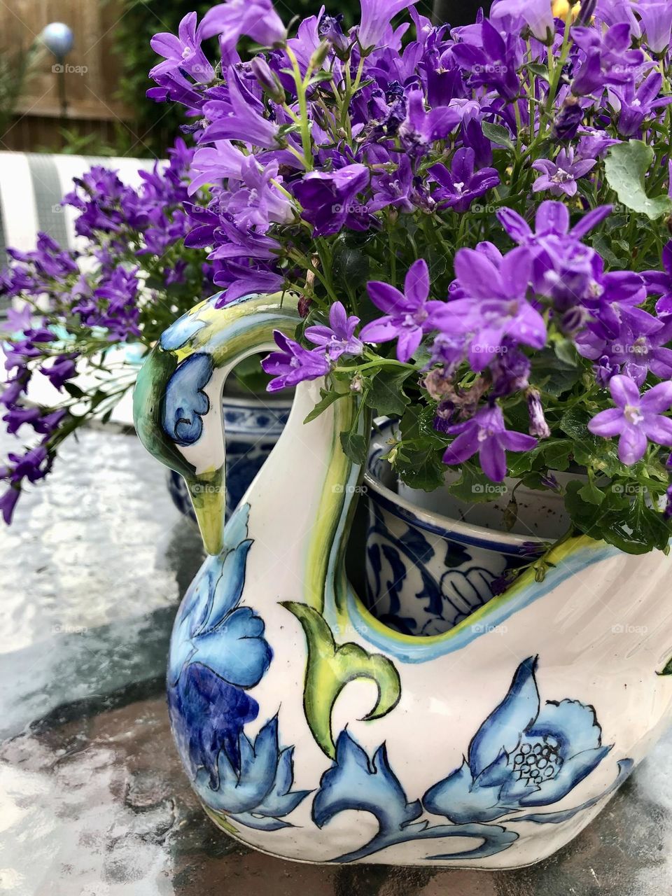 Swan plant  hinder with purple pretty flowers 💜🪴