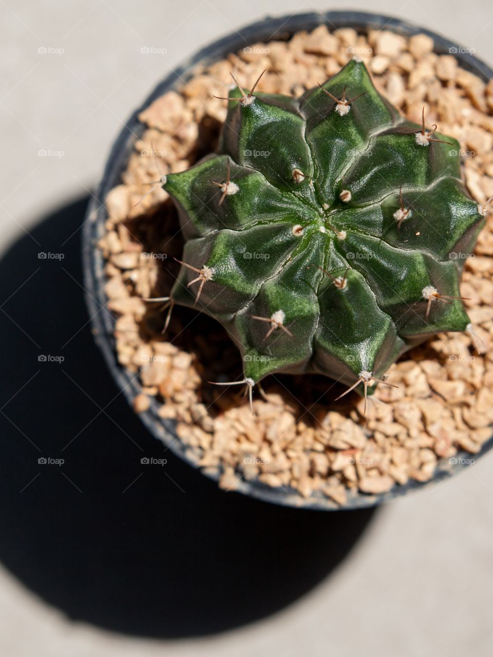 Close-up of a cactus plant