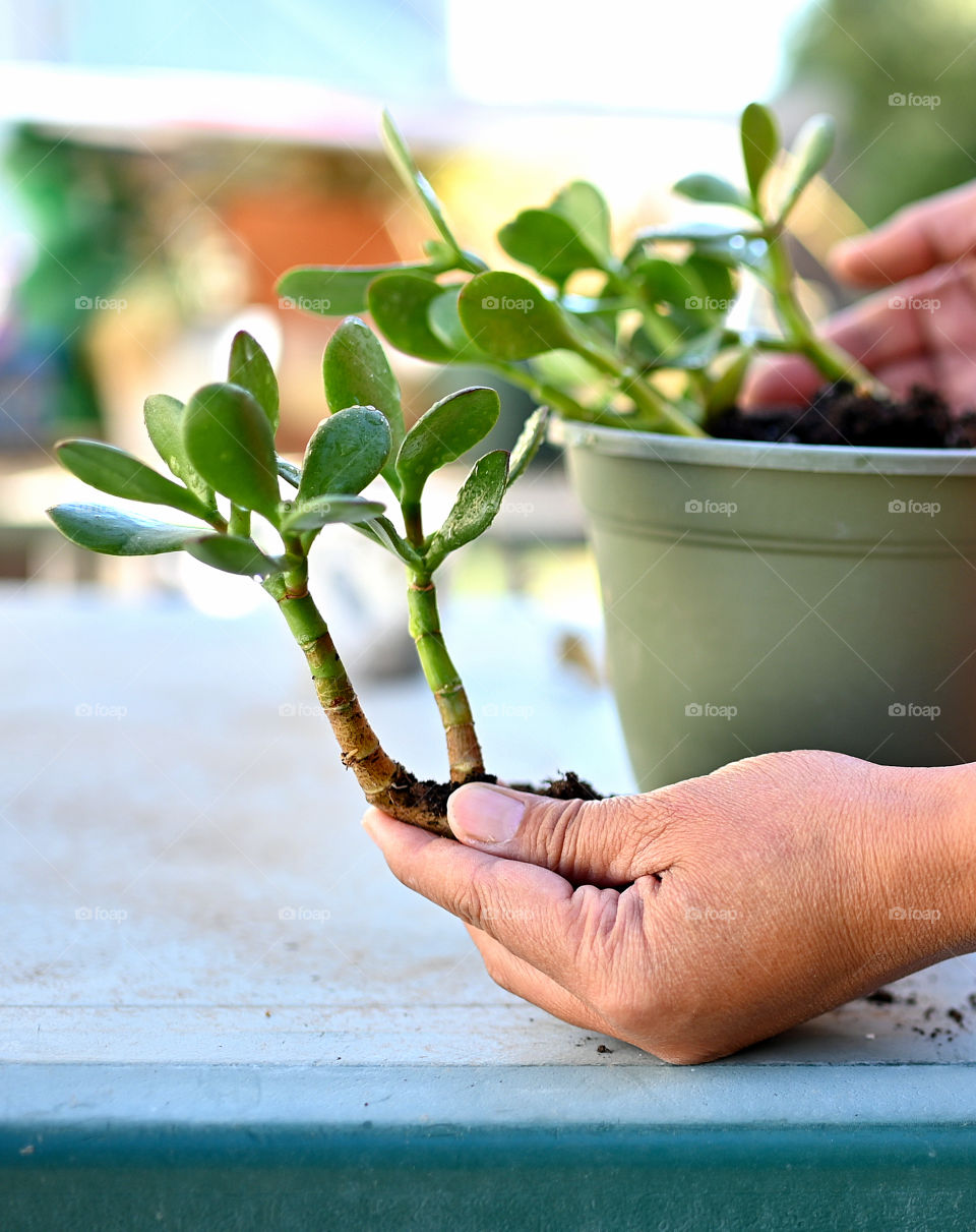 Close up shot of succulent plants on the hand