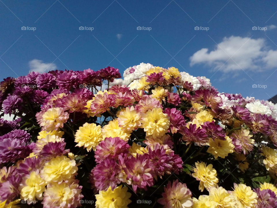 beautiful flowers and blue sky background in summer