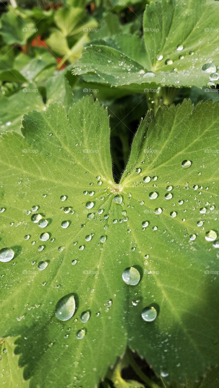 Leaf with rain drops