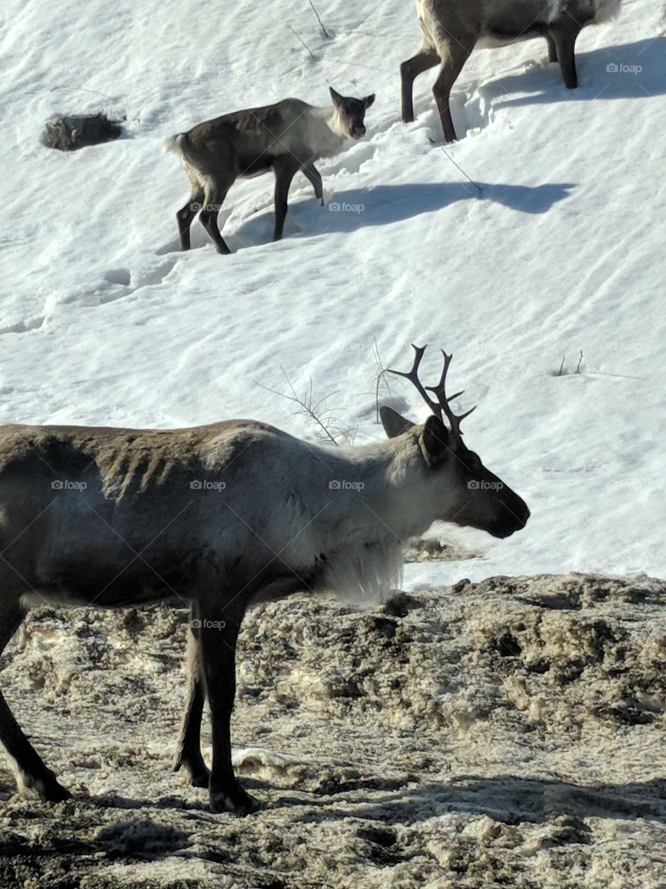 Caribou on the side of the road as I head out of the Yukon and into Alaska