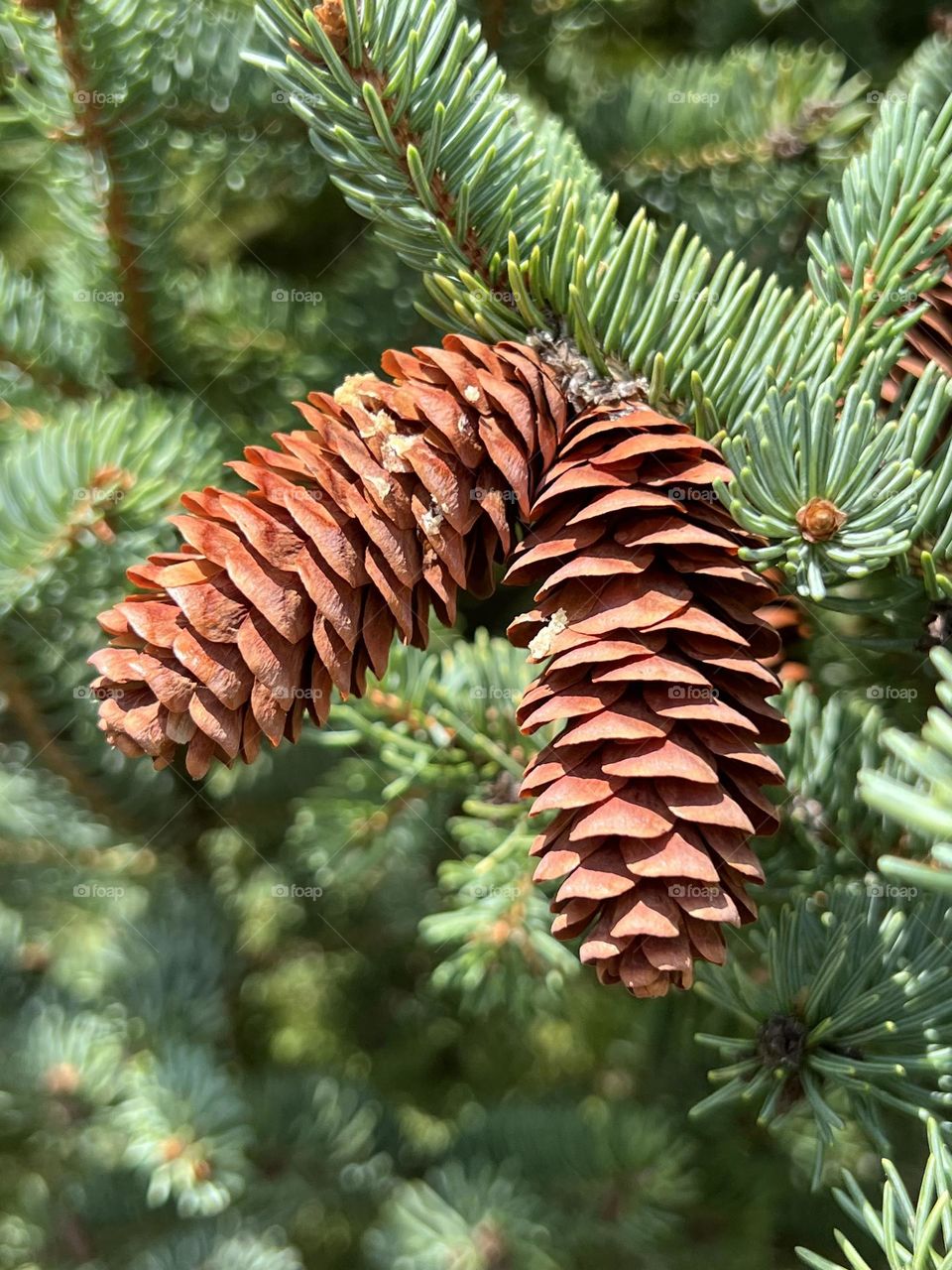 Pine cones