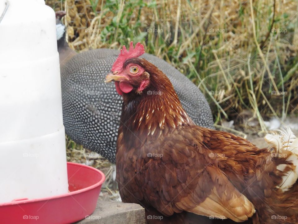 Chicken at the sunmaze, Bowden AB