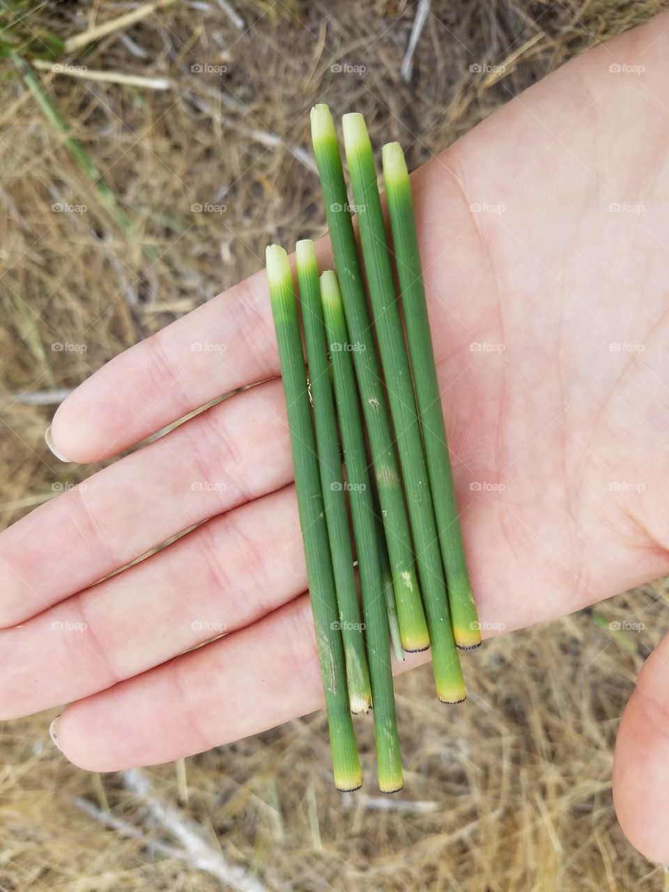 Nature, Hand, Flora, Grass, Growth