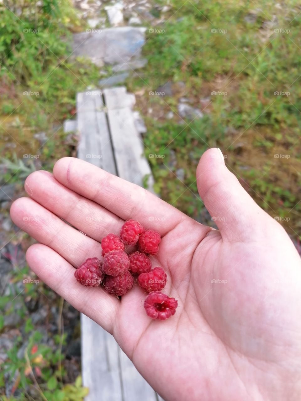 Fresh and really sweet wild raspberries from the Finnish forest, the pure nature of Lapland. I am lucky!