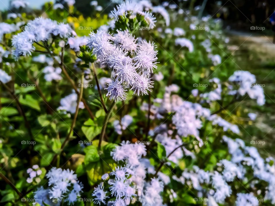 Beautiful bluemink flower awesome image india