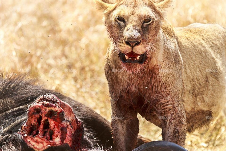 A lion with its prey