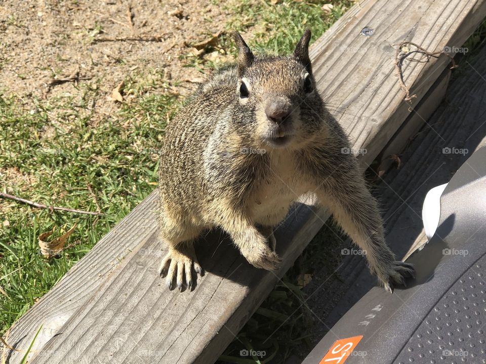 Squirrel looking at me