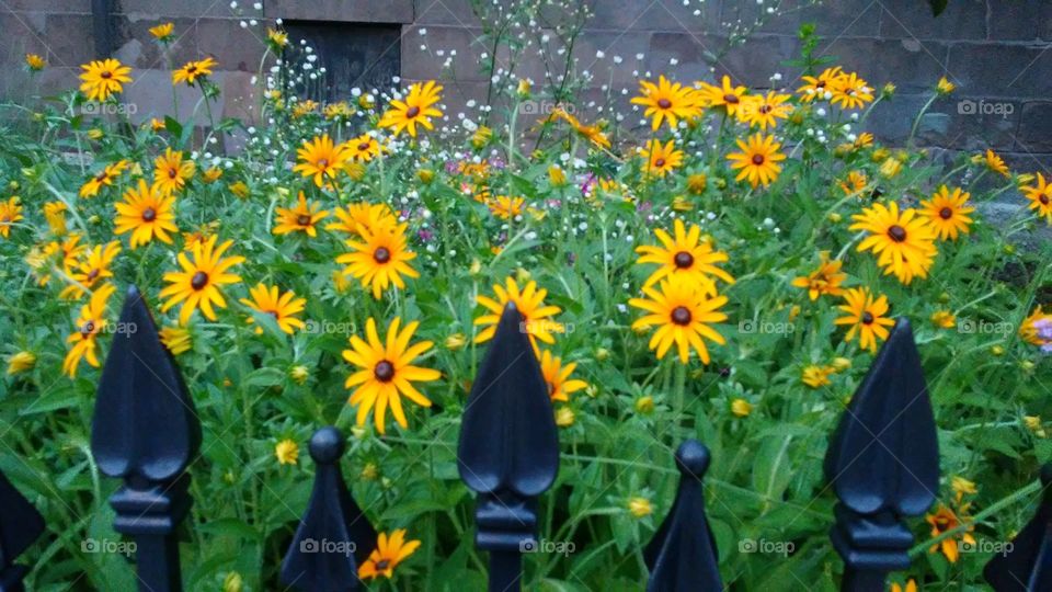 Flower, No Person, Nature, Summer, Flora