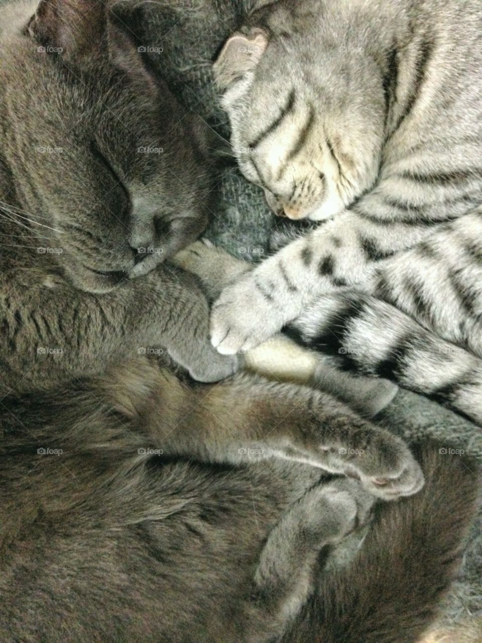 Two cats sleeping 