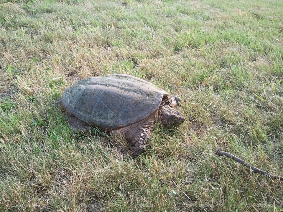 Huge snapping turtle