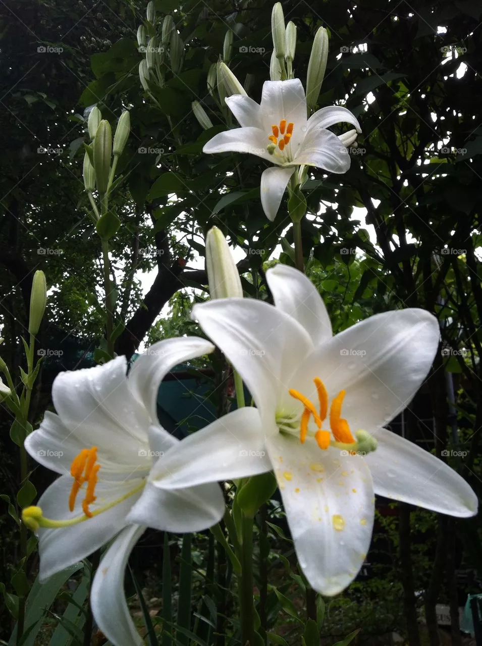 Flower