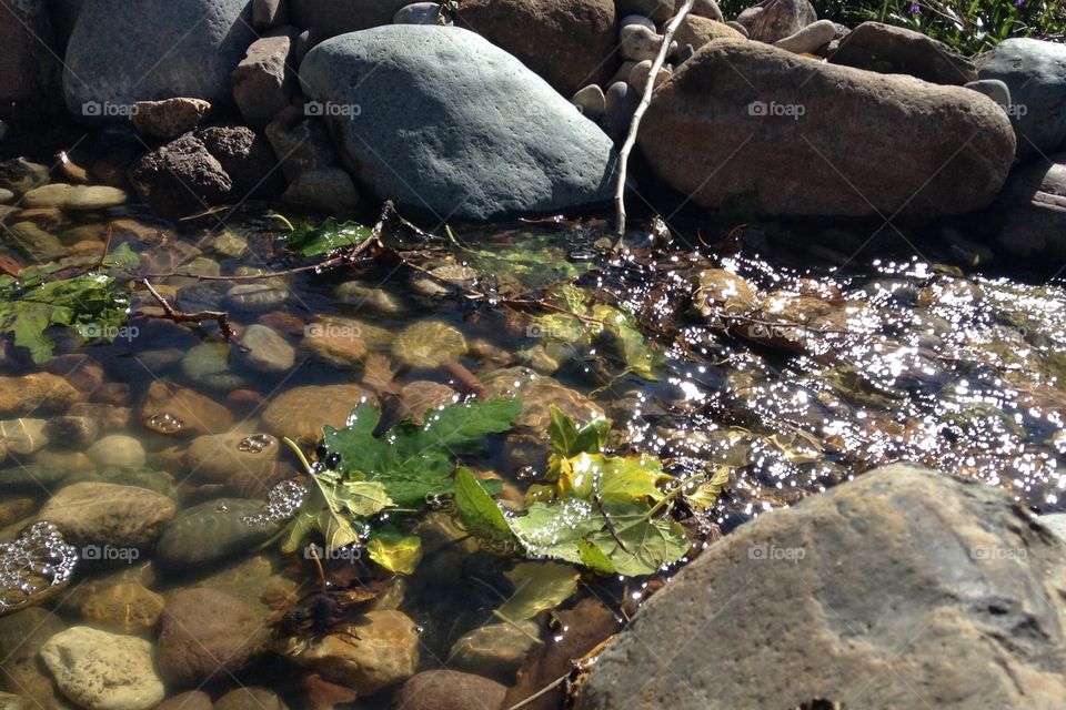 Leaf in a stream 