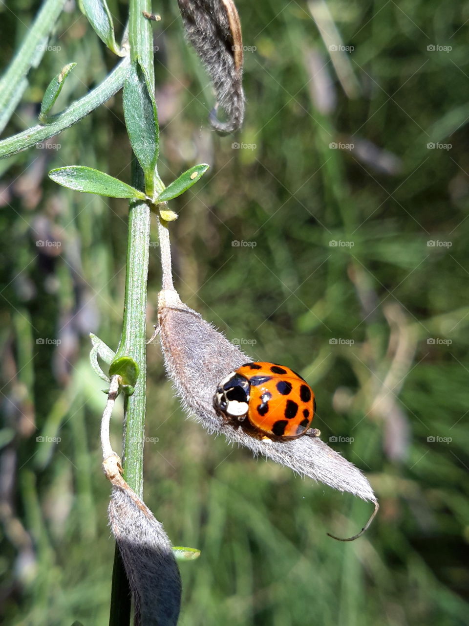 Ladybug on leaf fluffy