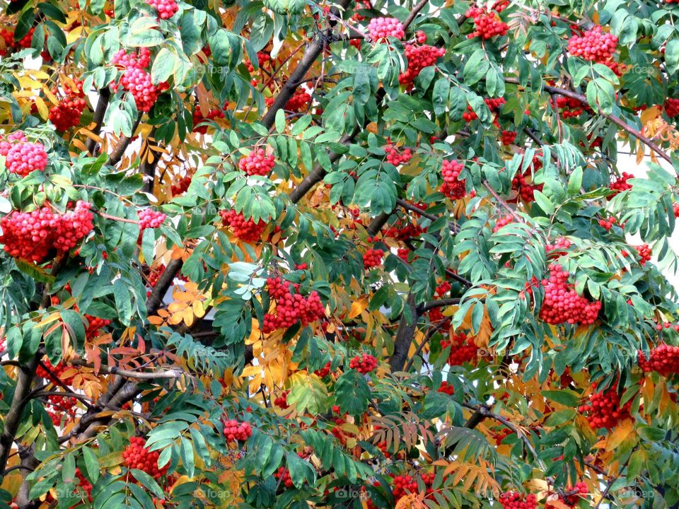 red rowan is a symbol of autumn, we are waiting for frost, a delicious berry