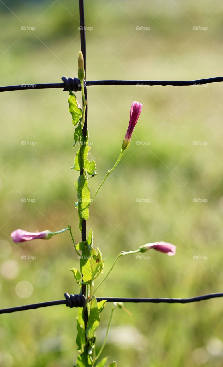 Bindweed buds entwined on a wire fence