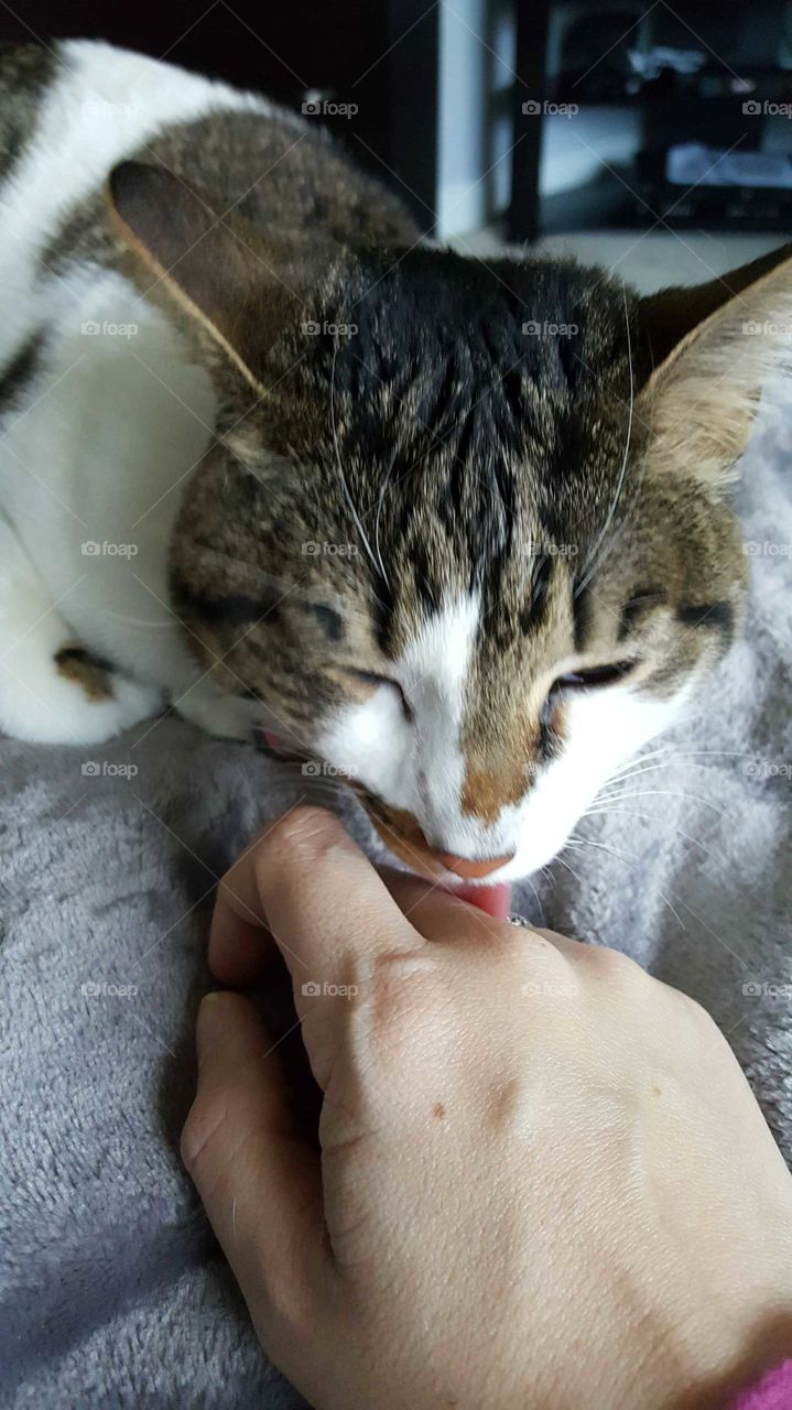cat on lap giving kisses