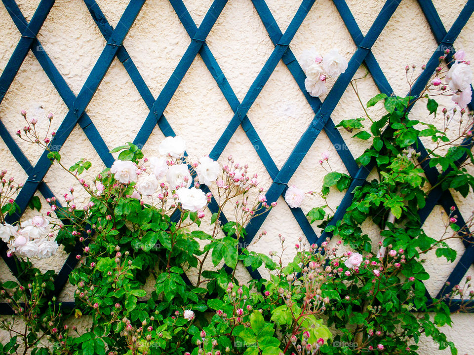 Parisian roses along a windowpane fence