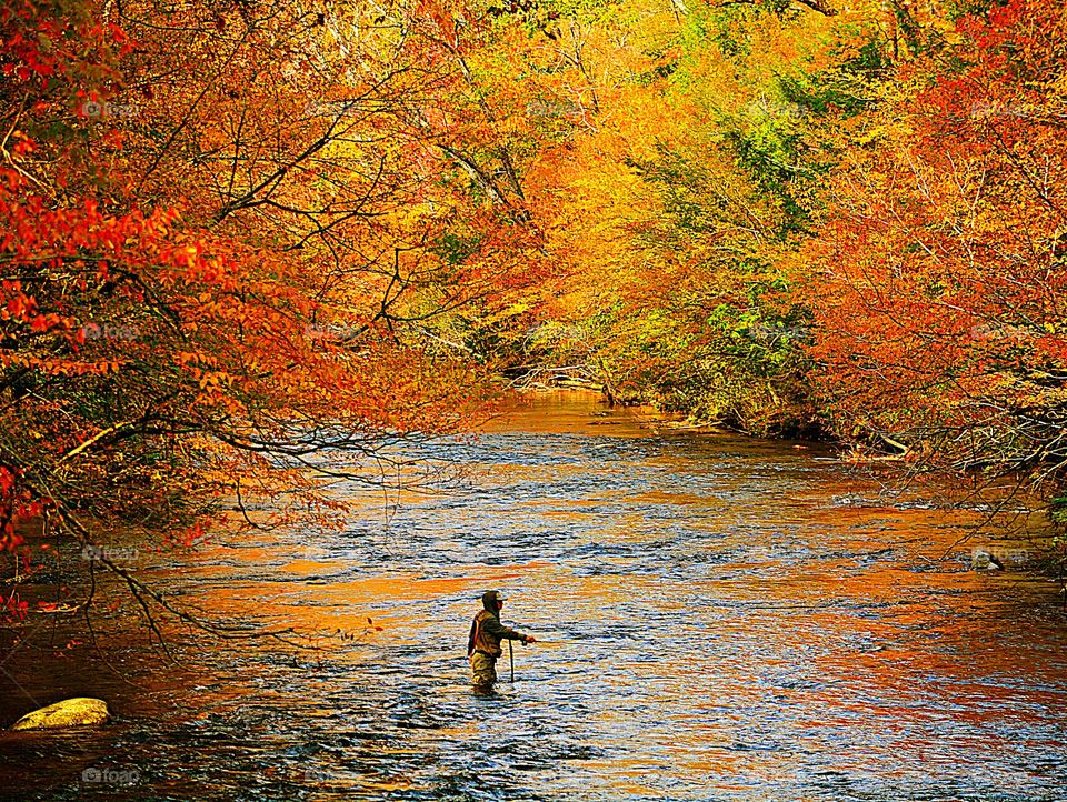 Battle: Summer vs Fall  - A fly fisherman fishes in the river along the magnificently colored big leaf maple, yew, old growth cedar and fir trees. 