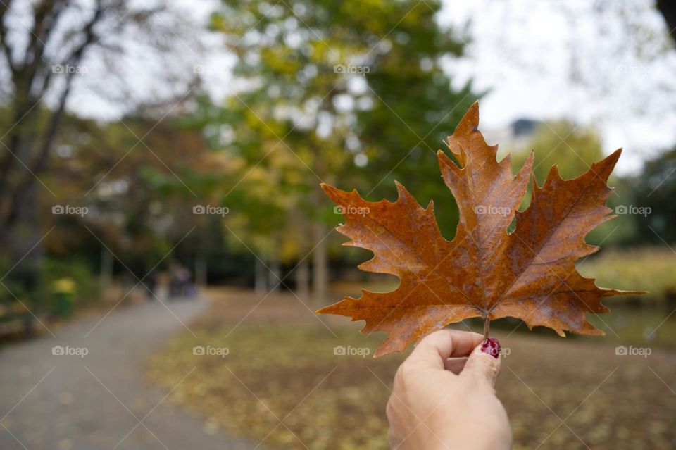 yellowed leaf between the fingers of a woman in winter
