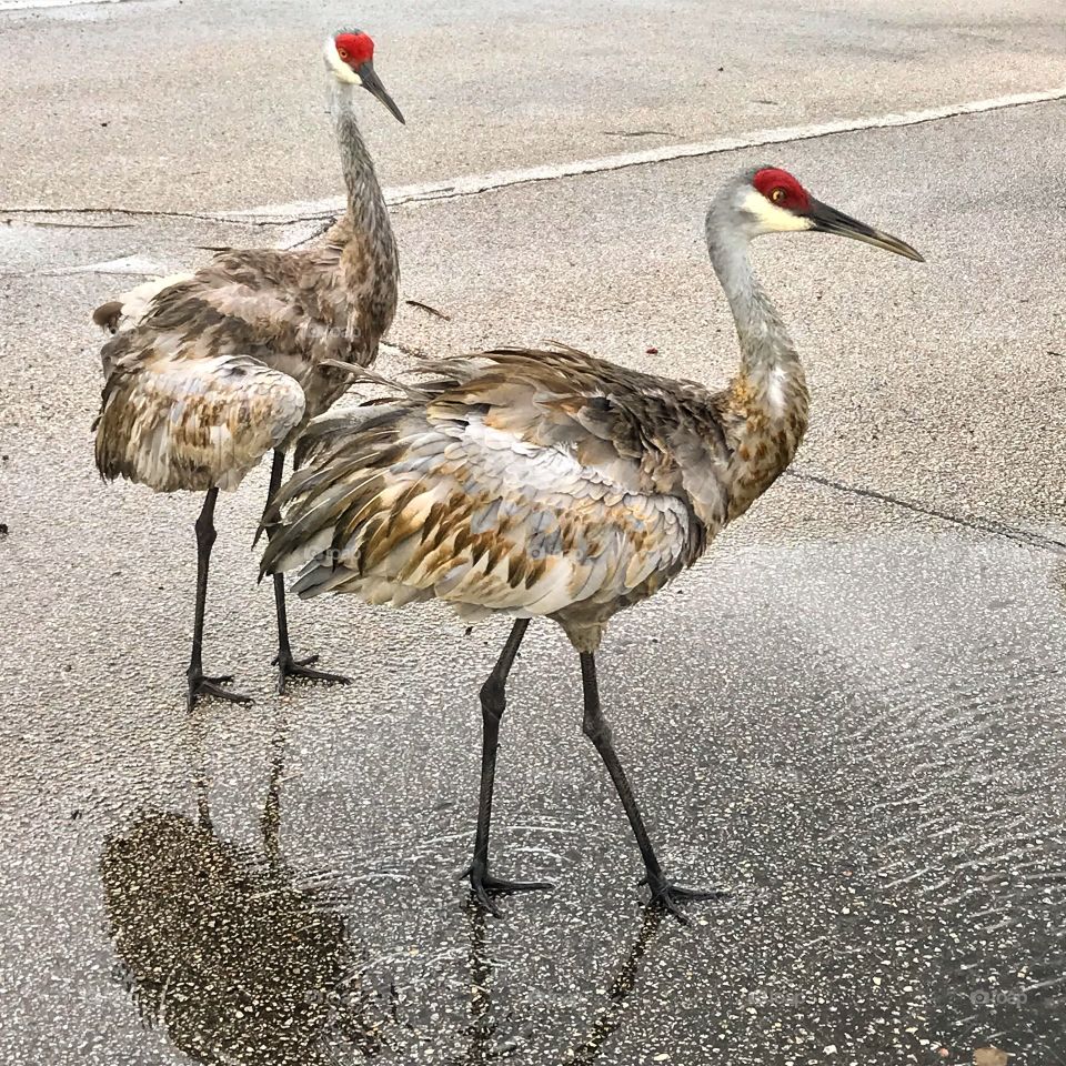 Cranes of Florida 