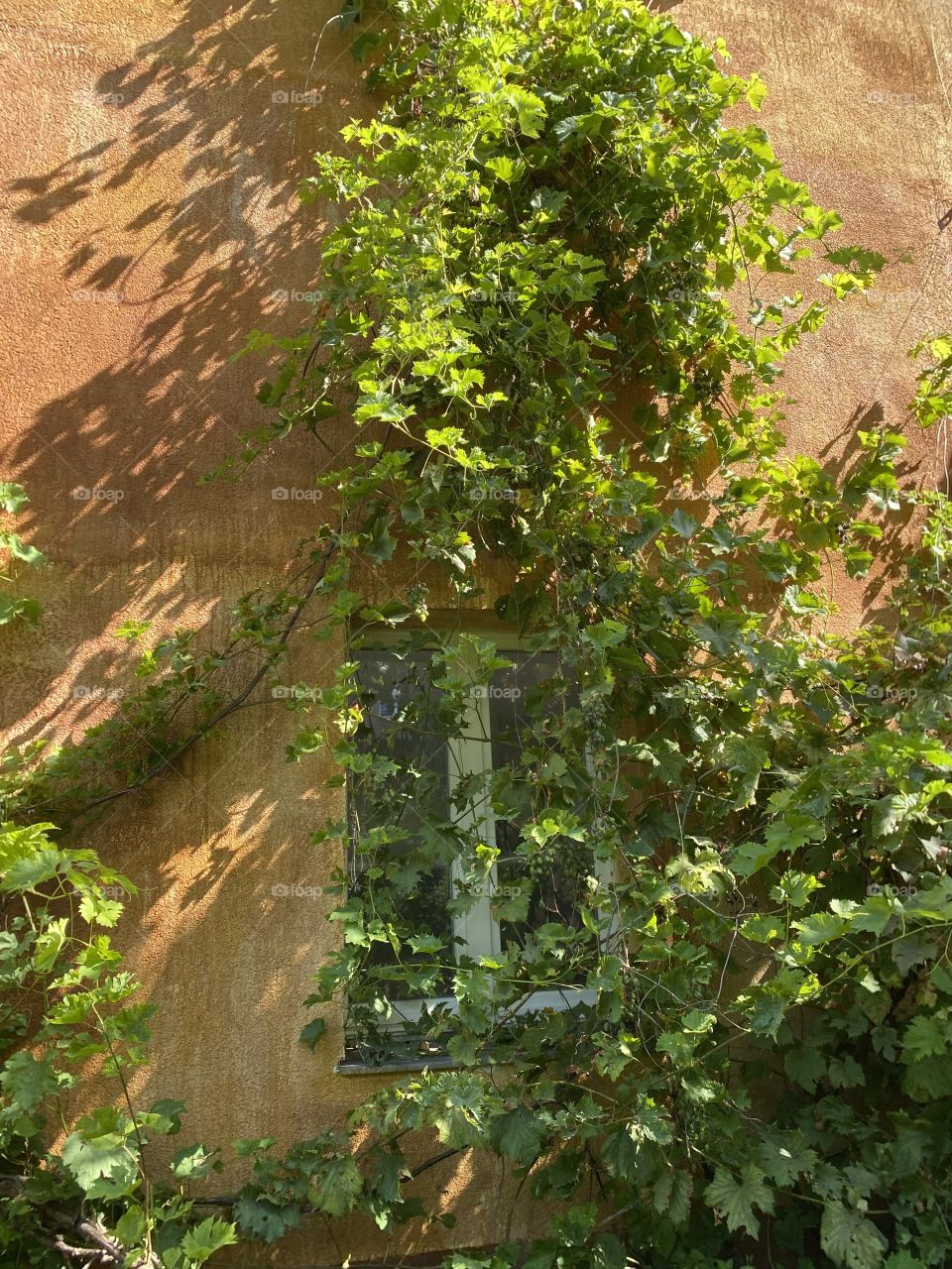 Wall of the hause with wild grapes and a window