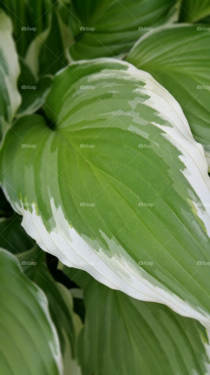 Hosta. Close-up and checking out the pattern.