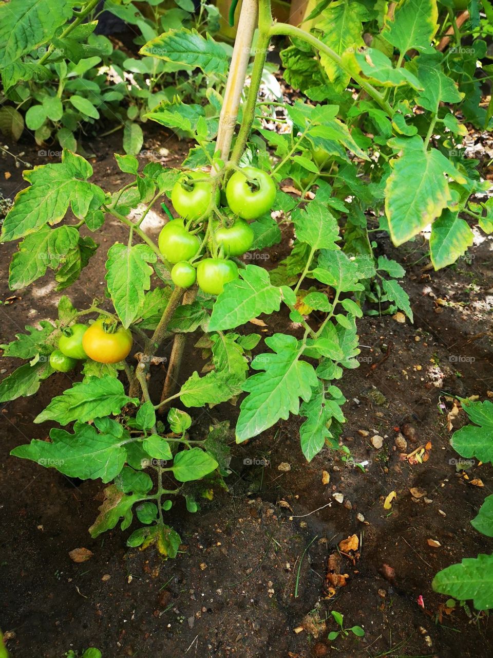 Tomato plants 
