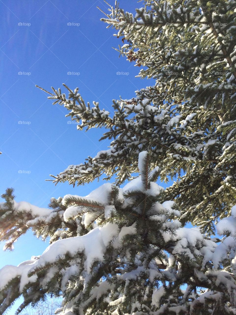 Tree, snow and sky