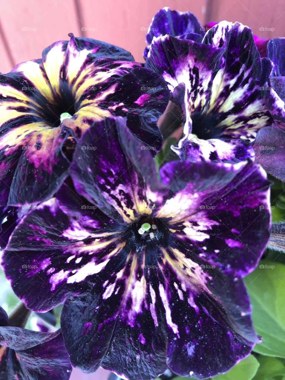 Stunning purple petunias