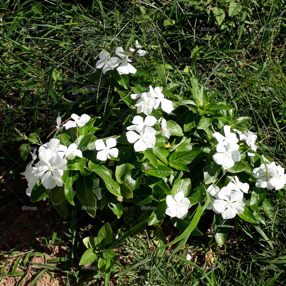 white flourish flowers 2