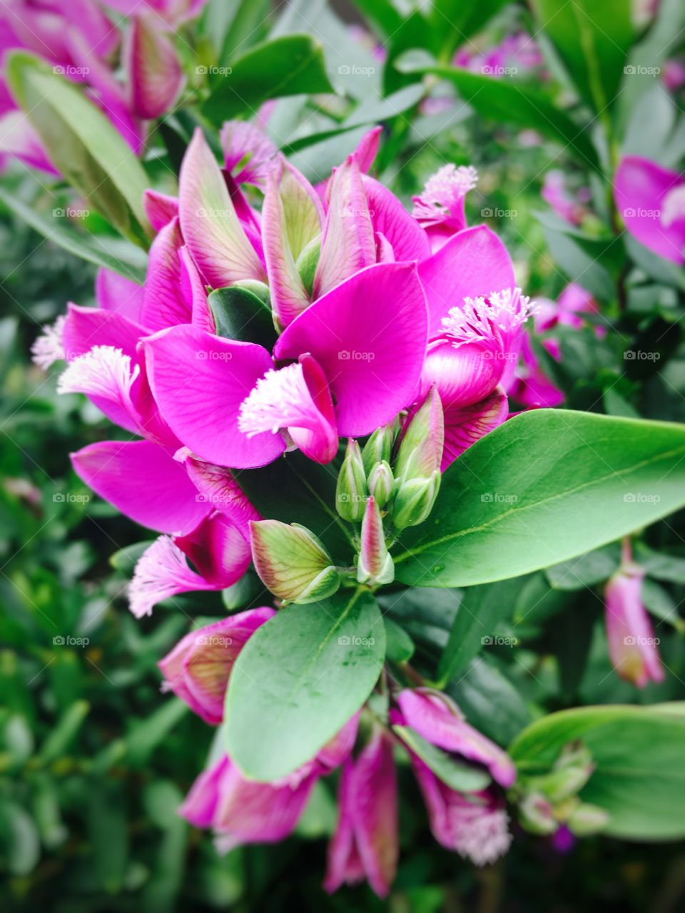 Lovely flowers #purple #colours #nature #beauty