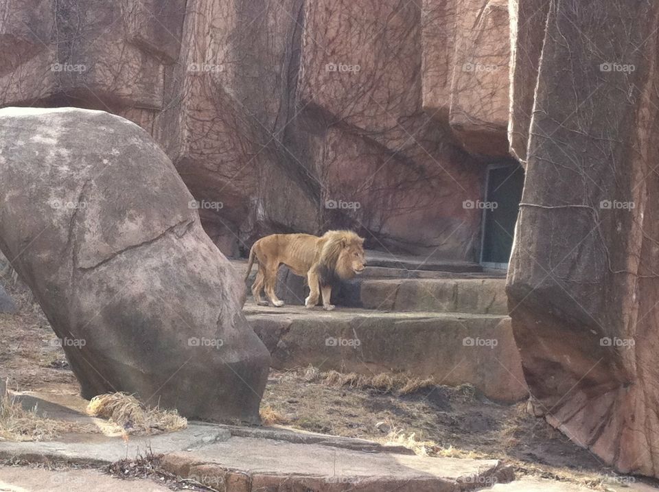 King of the jungle. Lion at the zoo