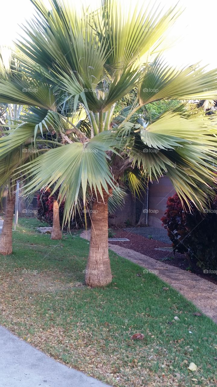 Honolulu Palm Trees