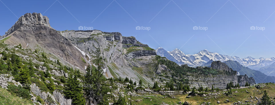 Panoramic summer mountain scenery. Lush green grass and pine trees.
