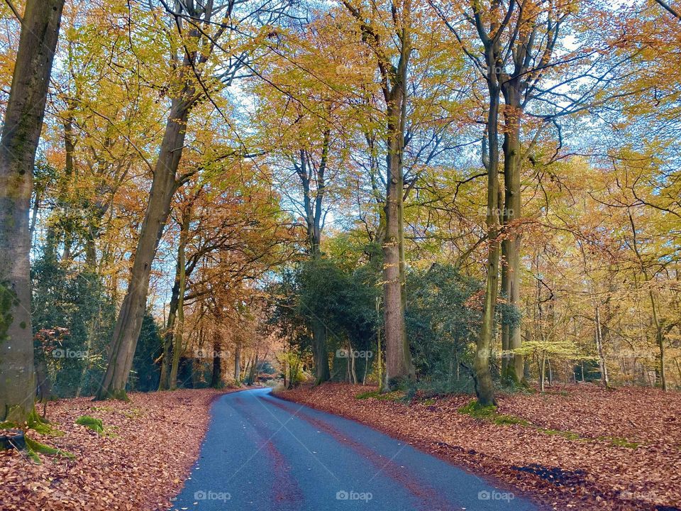 Streaky bacon road, Chiltern forest