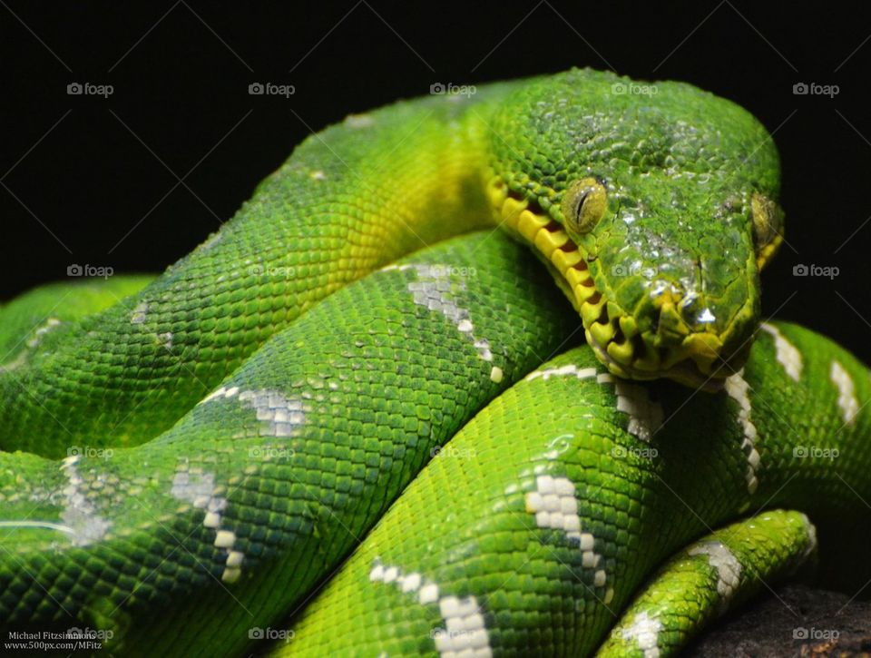 Emerald Boa